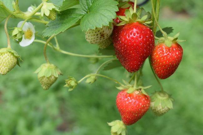 ruta fresas valsequillo