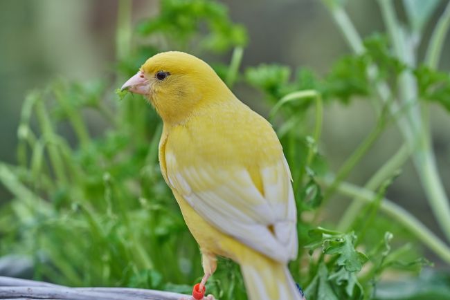 simbolos canarios